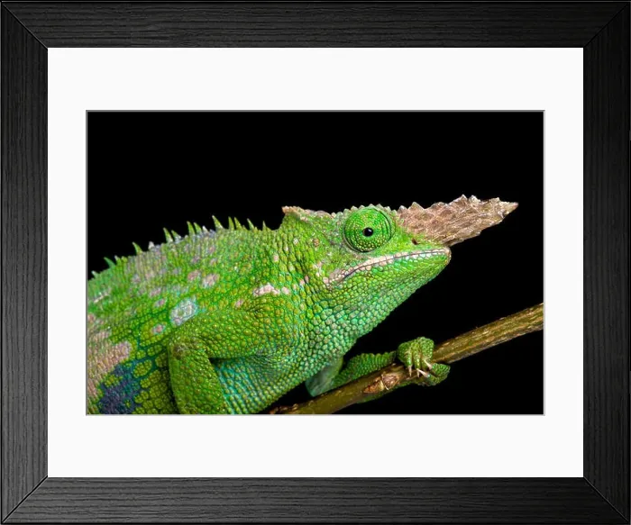 Framed Print : Fischer's chameleon (Kinyongia fischeri ) Framed Print : Fischer's chameleon (Kinyongia fischeri )