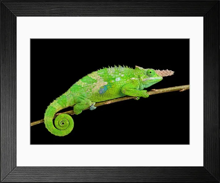 Framed Print : Fischer's chameleon (Kinyongia fischeri ) Framed Print : Fischer's chameleon (Kinyongia fischeri )