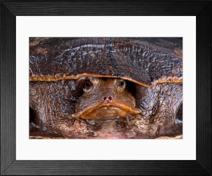 Framed Print : Aubry's flapshell turtle (Cycloderma aubryi) Framed Print : Aubry's flapshell turtle (Cycloderma aubryi)