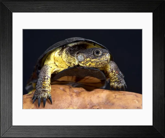 Framed Print : African dwarf mud turtle (Pelusios nanus) Framed Print : African dwarf mud turtle (Pelusios nanus)
