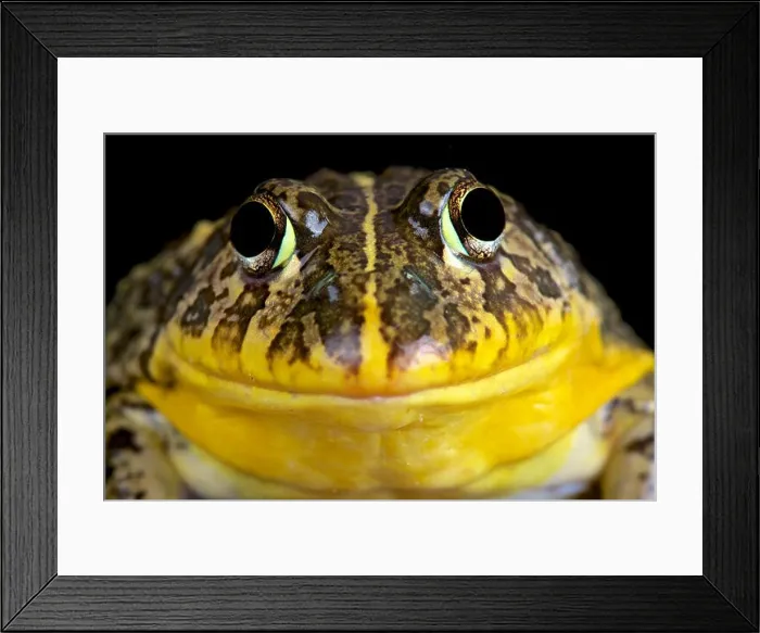 Framed Print : Edible bullfrog (Pyxicephalus edulis) Framed Print : Edible bullfrog (Pyxicephalus edulis)