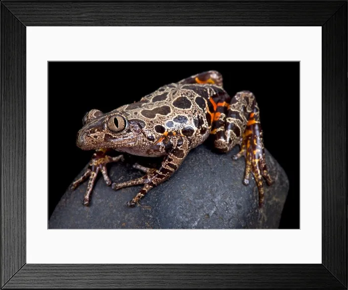 Framed Print : Red-legged running frog (Kassina maculata) Framed Print : Red-legged running frog (Kassina maculata)