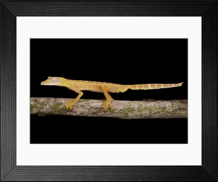 Framed Print : Lined Flat-tail Gecko (Uroplatus lineatus) Framed Print : Lined Flat-tail Gecko (Uroplatus lineatus)