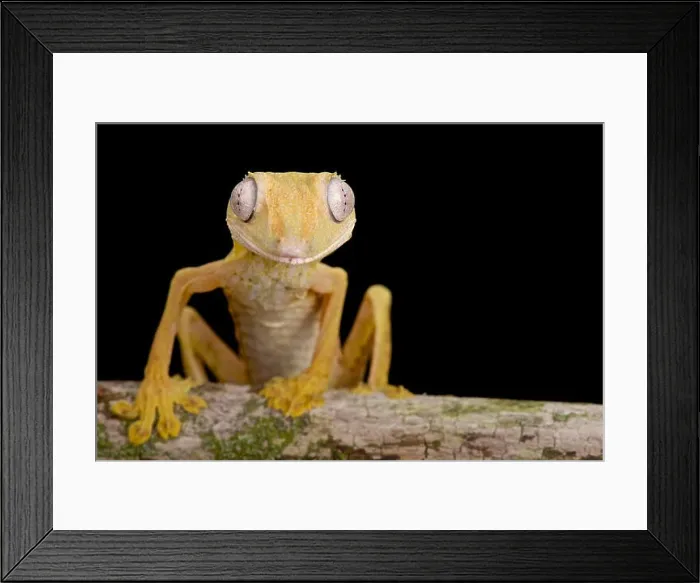 Framed Print : Lined Flat-tail Gecko (Uroplatus lineatus) Framed Print : Lined Flat-tail Gecko (Uroplatus lineatus)