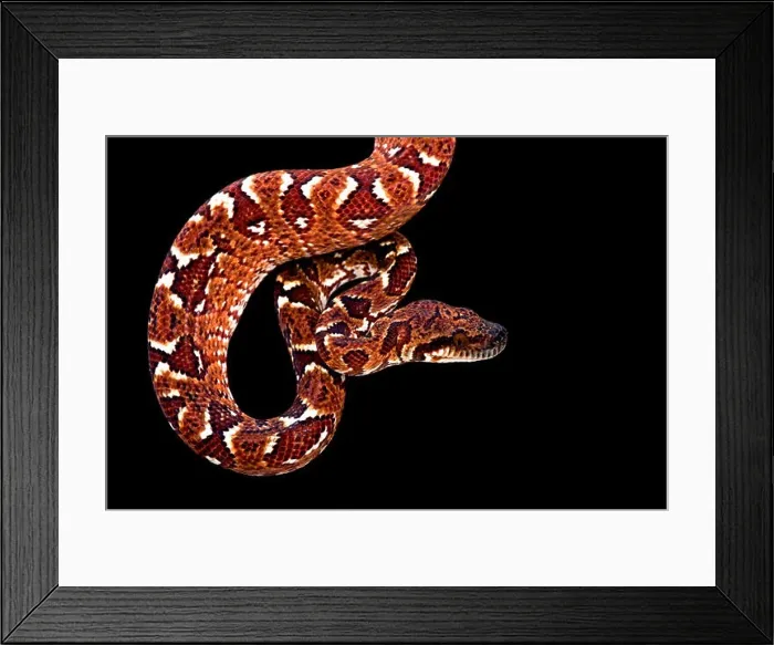 Framed Print : Madagascar tree boa (Sanzinia madagascariensis) Framed Print : Madagascar tree boa (Sanzinia madagascariensis)