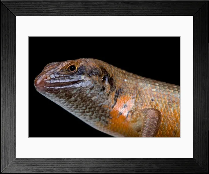 Framed Print : Kenyan zebra skink (Trachylepis dichroma) male Framed Print : Kenyan zebra skink (Trachylepis dichroma) male