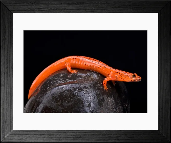 Framed Print : Red salamander (Pseudotriton ruber) Framed Print : Red salamander (Pseudotriton ruber)