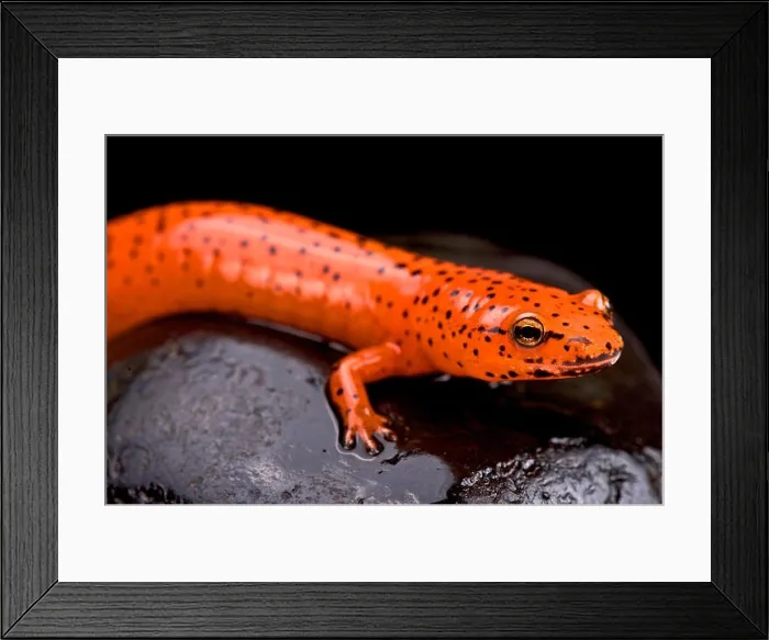 Framed Print : Red salamander (Pseudotriton ruber) Framed Print : Red salamander (Pseudotriton ruber)