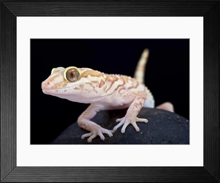 Framed Print : Ocelot gecko (Paroedura pictus) Framed Print : Ocelot gecko (Paroedura pictus)
