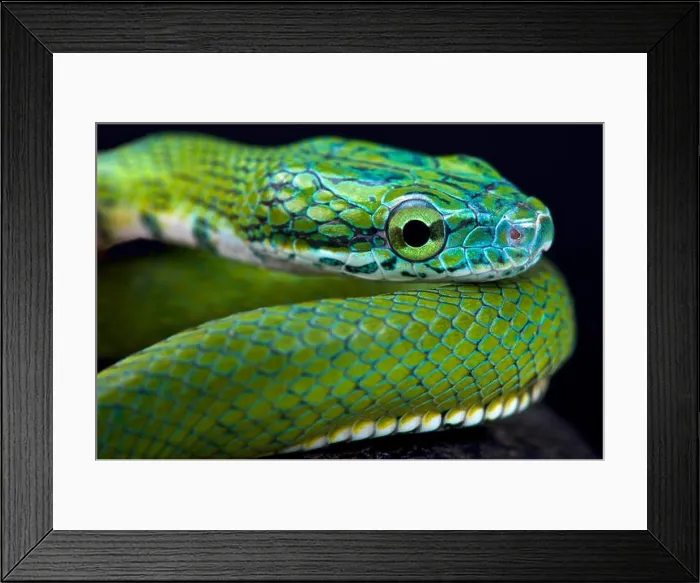Framed Print : Green ratsnake (Rhadinophis prasinum) Framed Print : Green ratsnake (Rhadinophis prasinum)