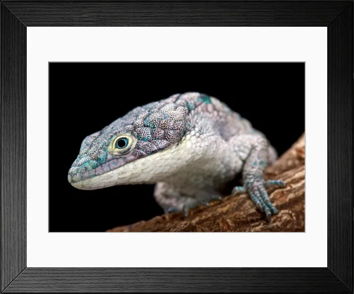 Framed Print : Arboreal alligator lizard (Abronia graminea)