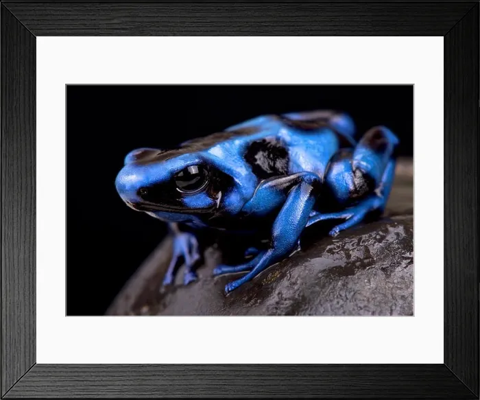Framed Print : Blue and black poison frog (Dendrobates auratus) Framed Print : Blue and black poison frog (Dendrobates auratus)
