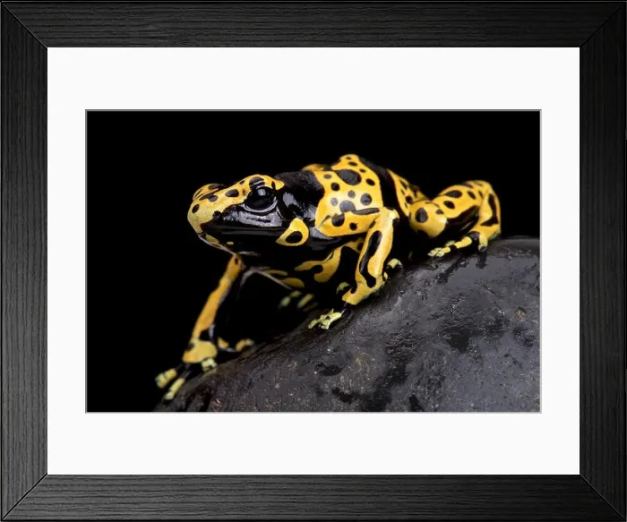Framed Print : yellow-banded poison dart frog (Dendrobates leucomelas) Framed Print : yellow-banded poison dart frog (Dendrobates leucomelas)