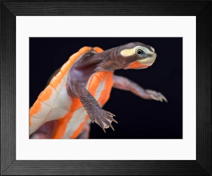 Framed Print : Red-bellied Shortneck Turtle (Emydura subglobosa) Framed Print : Red-bellied Shortneck Turtle (Emydura subglobosa)