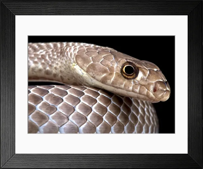 Framed Print : Western coachwhip (Masticophis flagellum testaceus) Framed Print : Western coachwhip (Masticophis flagellum testaceus)