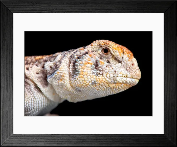 Framed Print : Omani Spiny-tailed Lizard (Uromastyx thomasi)