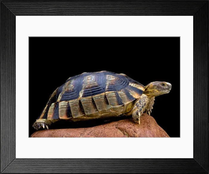 Framed Print : Marginated tortoise (Testudo marginata) Framed Print : Marginated tortoise (Testudo marginata)