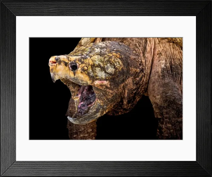 Framed Print : alligator snapping turtle (Macrochelys temminckii) Framed Print : alligator snapping turtle (Macrochelys temminckii)