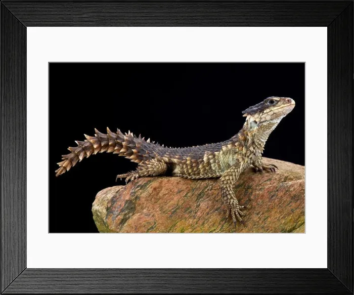 Framed Print : Sungazer (Smaug giganteus) Framed Print : Sungazer (Smaug giganteus)