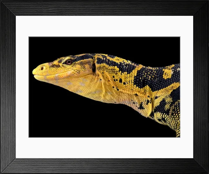 Framed Print : Philippine water monitor (Varanus cumingi) Framed Print : Philippine water monitor (Varanus cumingi)