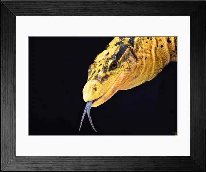 Framed Print : Philippine water monitor (Varanus cumingi) Framed Print : Philippine water monitor (Varanus cumingi)