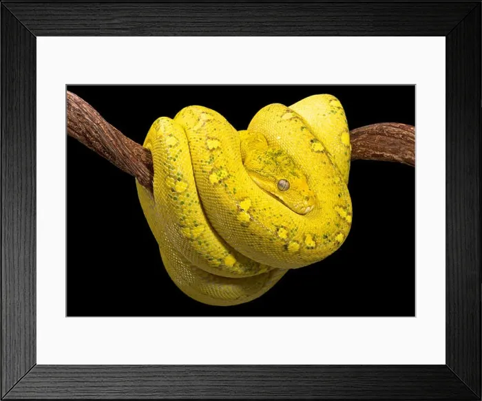 Framed Print : Yellow tree python (Morelia viridis) Framed Print : Yellow tree python (Morelia viridis)