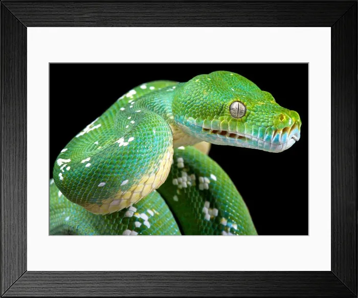 Framed Print : Green tree python (Morelia viridis) Framed Print : Green tree python (Morelia viridis)