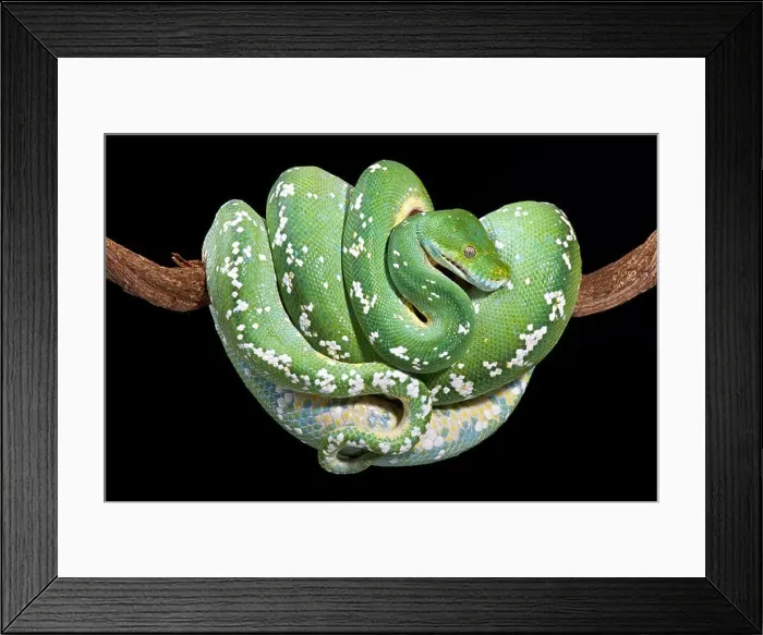 Framed Print : Green tree python (Morelia viridis) Framed Print : Green tree python (Morelia viridis)