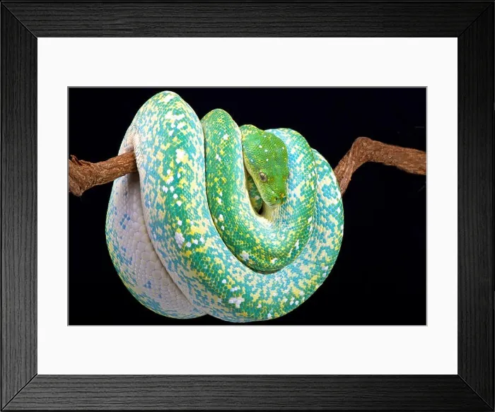 Framed Print : Green tree python (Morelia viridis) Framed Print : Green tree python (Morelia viridis)