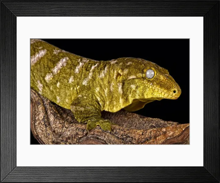 Framed Print : Giant gecko (Rhacodactylus laechianus) Framed Print : Giant gecko (Rhacodactylus laechianus)