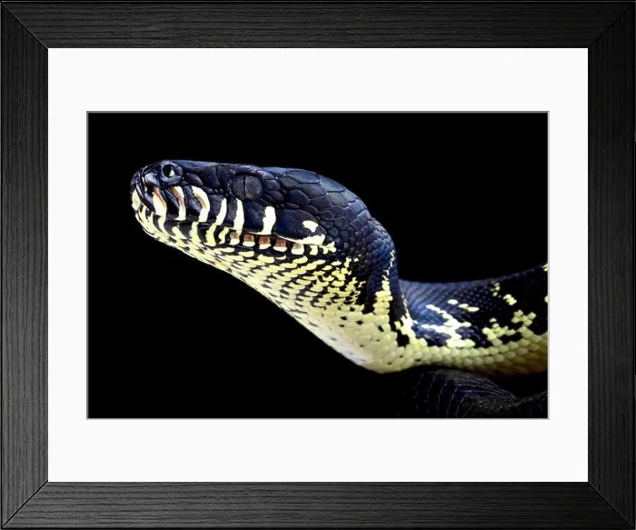 Framed Print : Boelen's python ( Morelia boeleni) Framed Print : Boelen's python ( Morelia boeleni)