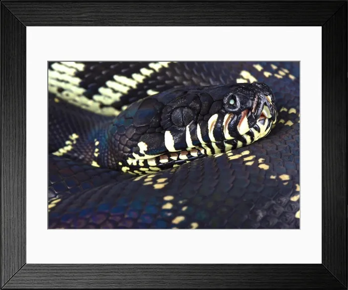 Framed Print : Boelen's python ( Morelia boeleni) Framed Print : Boelen's python ( Morelia boeleni)