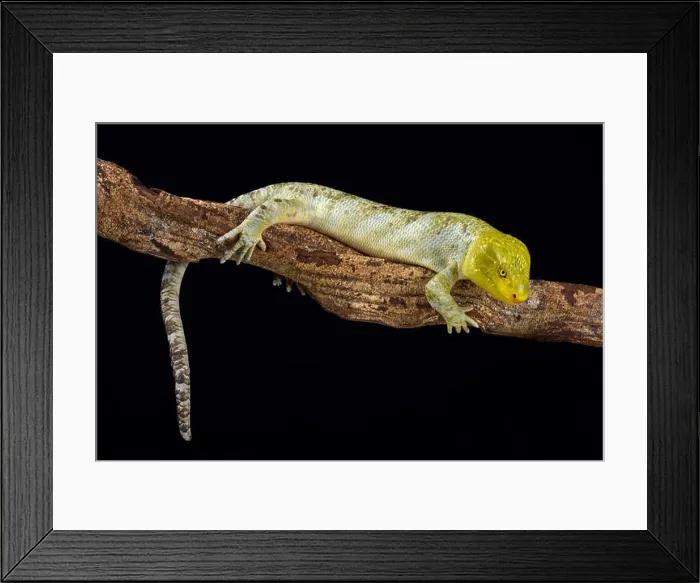 Framed Print : Northern monkey-tailed skink (Corucia zebrata alfredschmidti) Framed Print : Northern monkey-tailed skink (Corucia zebrata alfredschmidti)