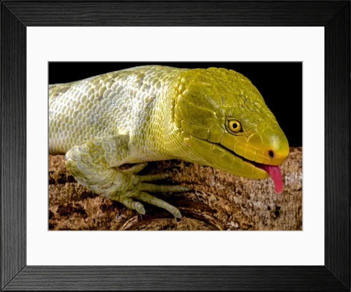 Framed Print : Northern monkey-tailed skink (Corucia zebrata alfredschmidti) Framed Print : Northern monkey-tailed skink (Corucia zebrata alfredschmidti)