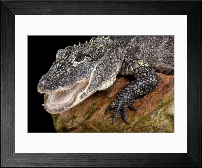 Framed Print : Chinese alligator (Alligator sinensis) Framed Print : Chinese alligator (Alligator sinensis)