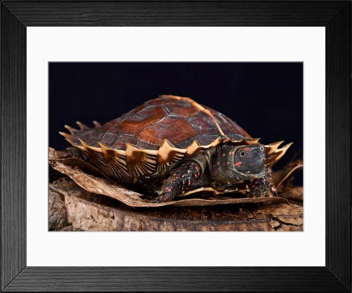 Framed Print : Spiny turtle (Heosemys spinosa) Framed Print : Spiny turtle (Heosemys spinosa)