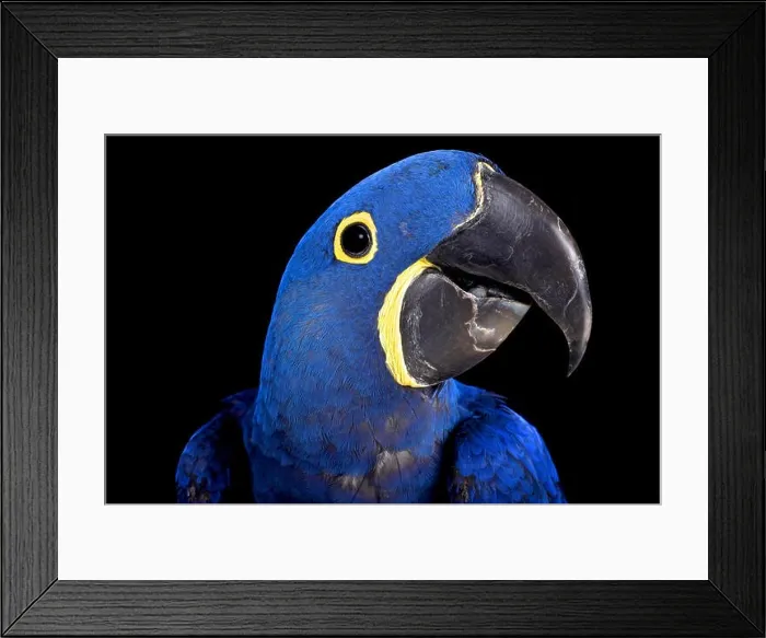 Framed Print : Hyacinth macaw (Anodorhynchus hyacinthinus) Framed Print : Hyacinth macaw (Anodorhynchus hyacinthinus)