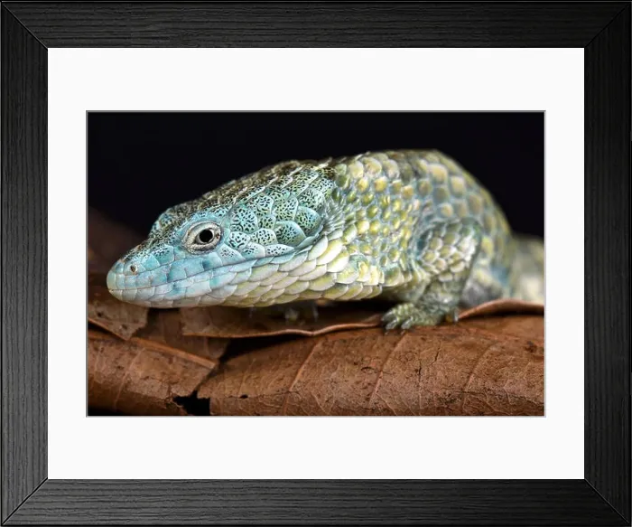 Framed Print : Mixtecan arboreal alligator lizard (Abronia mixteca) Framed Print : Mixtecan arboreal alligator lizard (Abronia mixteca)