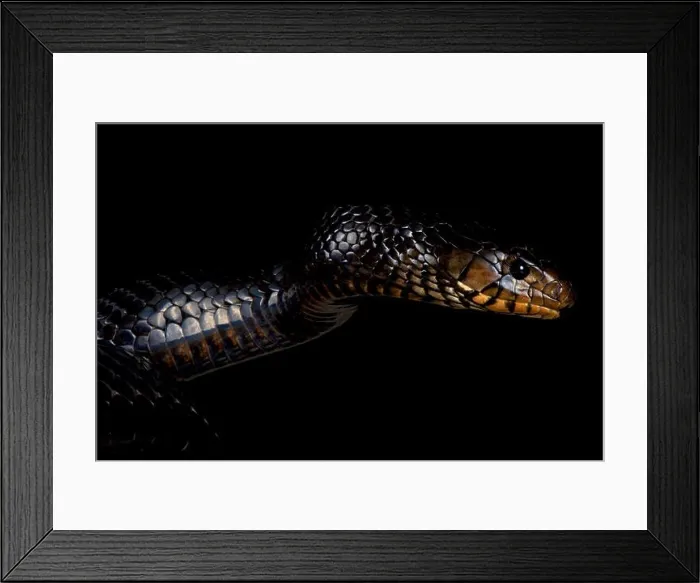 Framed Print : Eastern indigo snake (Drymarchon couperi) Framed Print : Eastern indigo snake (Drymarchon couperi)