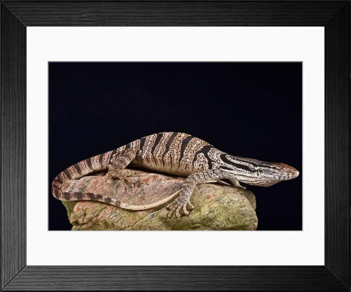 Framed Print : Caspian monitor (Varanus griseus caspius) Framed Print : Caspian monitor (Varanus griseus caspius)