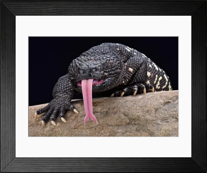 Framed Print : Guatemalan beaded lizard (Heloderma charlesbogerti) Framed Print : Guatemalan beaded lizard (Heloderma charlesbogerti)