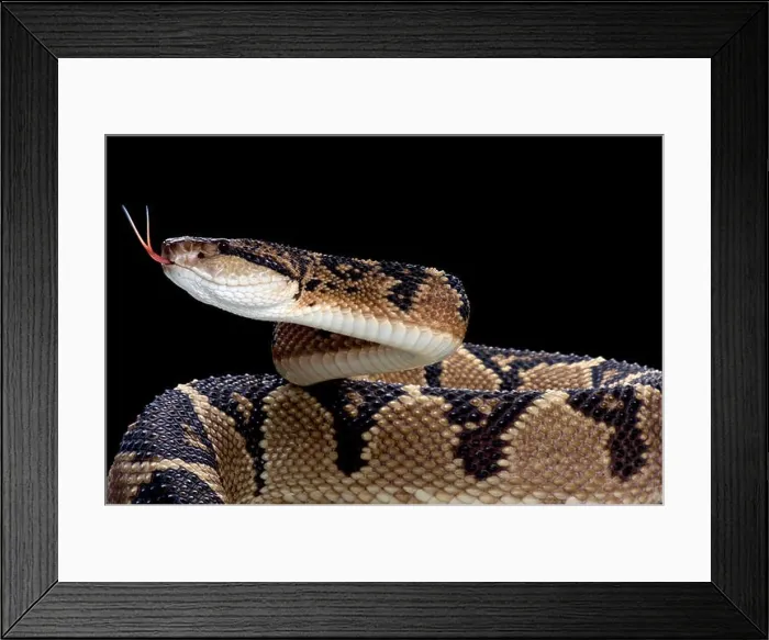 Framed Print : Bushmaster (Lachesis muta) Framed Print : Bushmaster (Lachesis muta)