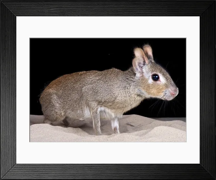 Framed Print : Chacoan mara (Dolichotis salinicola) Framed Print : Chacoan mara (Dolichotis salinicola)
