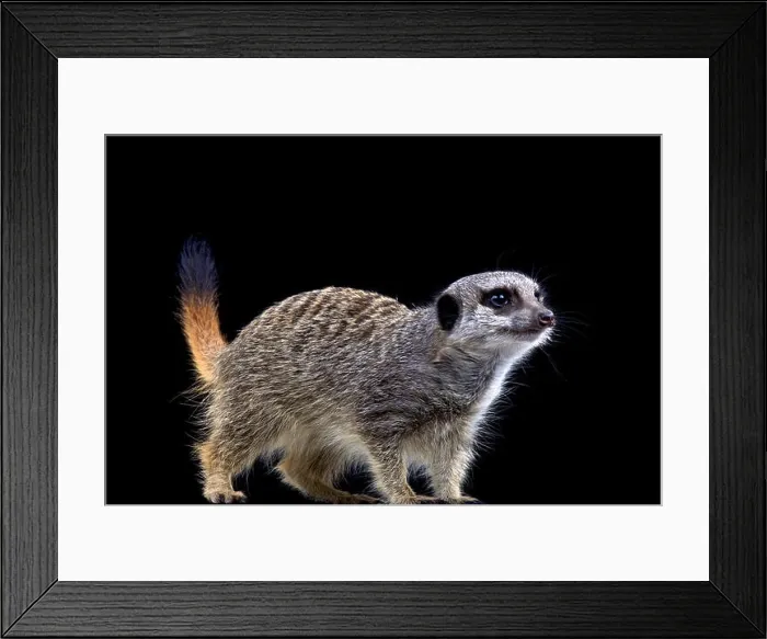 Framed Print : Meerkat (Suricata suricatta) Framed Print : Meerkat (Suricata suricatta)