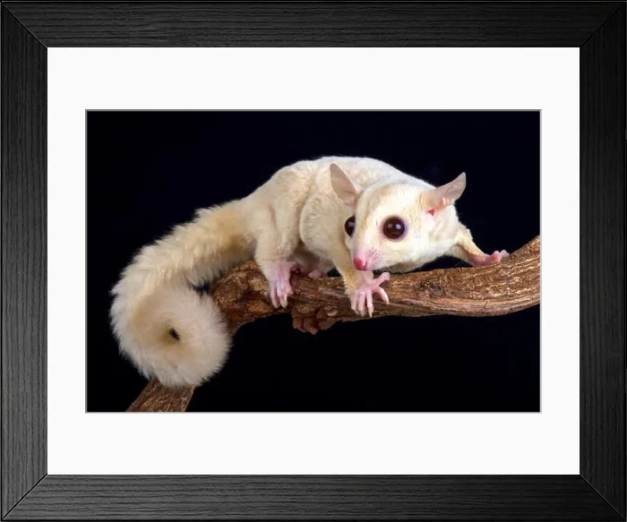 Framed Print : Sugar glider (Petaurus breviceps) albino Framed Print : Sugar glider (Petaurus breviceps) albino