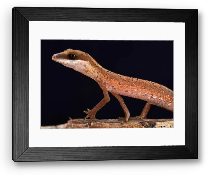 Framed Print : Cat gecko (Aeluroscalabotes felinus felinus) Framed Print : Cat gecko (Aeluroscalabotes felinus felinus)