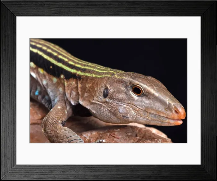 Framed Print : Hispaniolan giant ameiva (Ameiva Chrysolaema) Framed Print : Hispaniolan giant ameiva (Ameiva Chrysolaema)