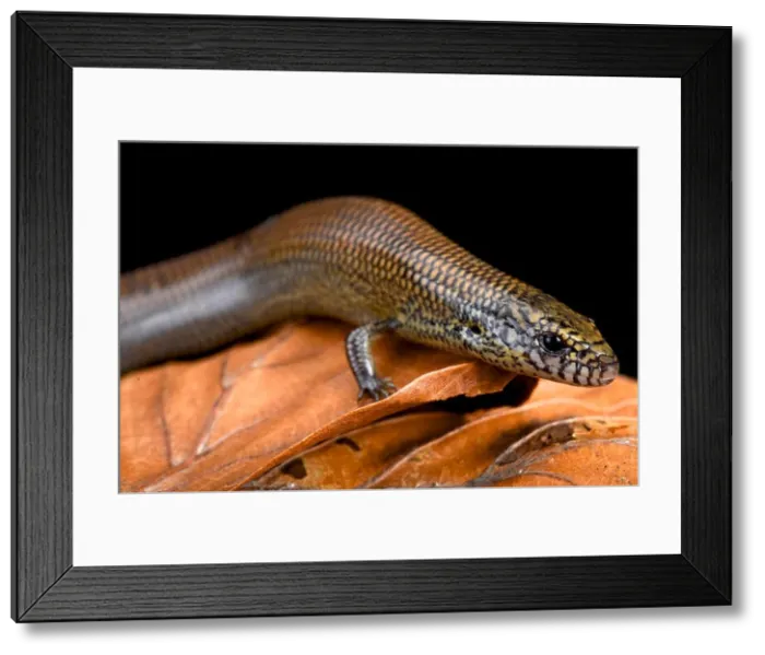Framed Print : Black-lined skink (Amphiglossus macrocercus) Framed Print : Black-lined skink (Amphiglossus macrocercus)