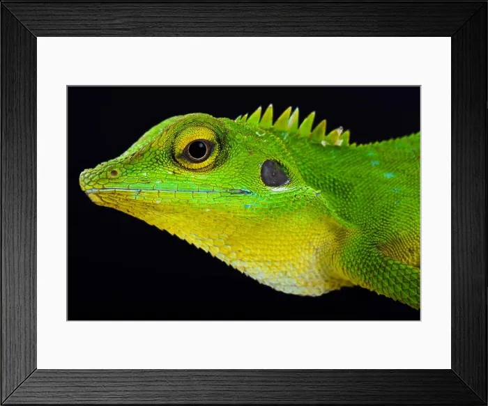 Framed Print : Green crested lizard (Bronchocela cristatella) Framed Print : Green crested lizard (Bronchocela cristatella)