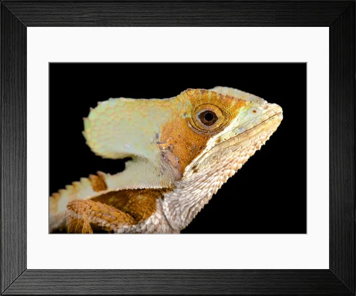 Framed Print : Casque-headed lizard (Corytophanes hernandezii) male Framed Print : Casque-headed lizard (Corytophanes hernandezii) male